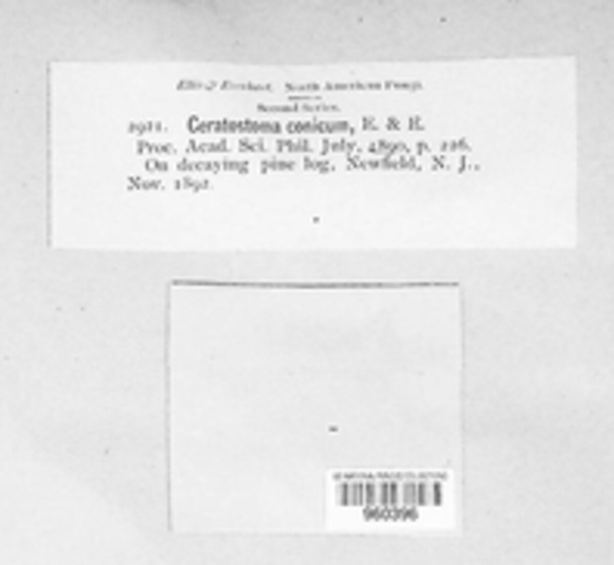 Ceratostomella conica image